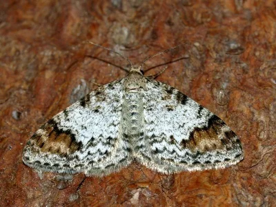 Venusia blomeri