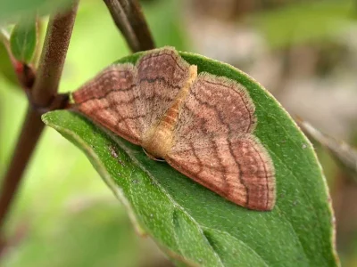 Scopula (Scopula) rubiginata