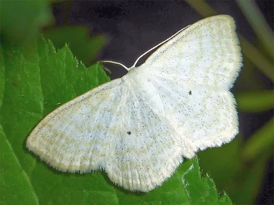 Scopula (Ustocidalia) immutata