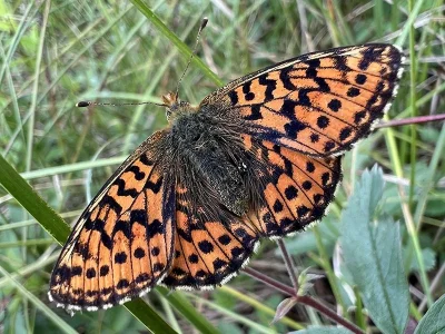Boloria (Boloria) aquilonaris