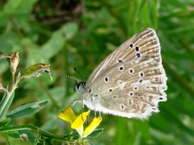 Polyommatus (Meleageria) daphnis