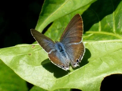 Lampides boeticus