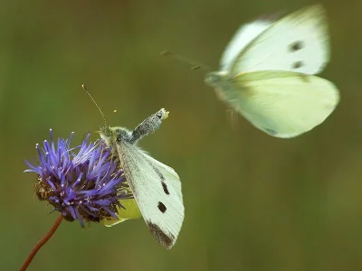 Pieris (Pieris) brassicae