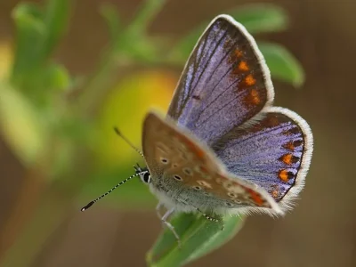 Polyommatus (Polyommatus) icarus