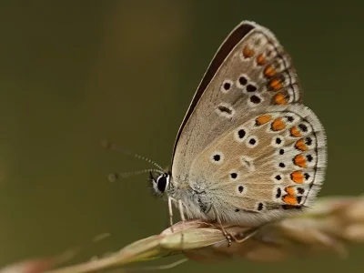 Aricia (Aricia) artaxerxes
