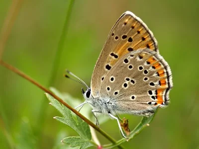 Lycaena (Thersamolycaena) alciphron