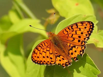 Argynnis (Speyeria) aglaja