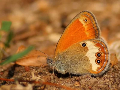 Coenonympha arcania