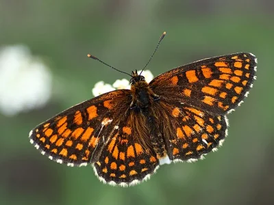 Melitaea (Mellicta) athalia