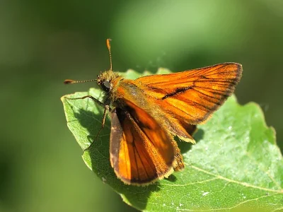 Ochlodes sylvanus