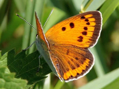 Lycaena (Thersamolycaena) dispar