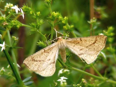 Hypoxystis pluviaria