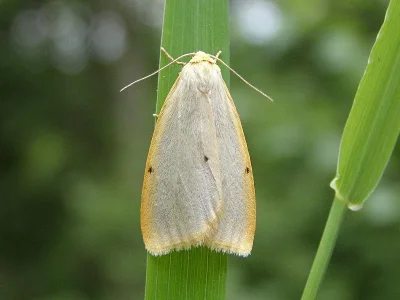 Cybosia mesomella