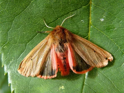 Phragmatobia fuliginosa