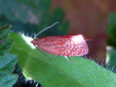 Celypha rufana