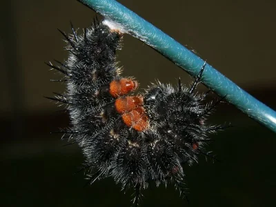 Nymphalis (N.) antiopa