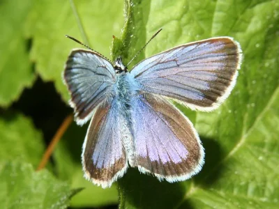 Plebejus (Plebejus) argus