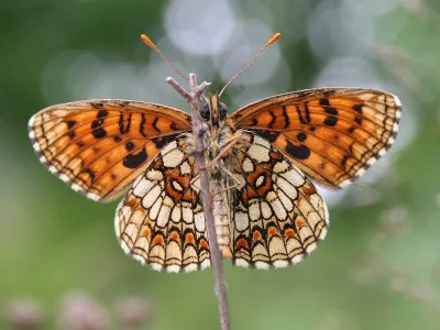 Melitaea (Mellicta) athalia