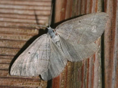 Scotopteryx mucronata