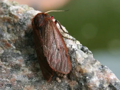 Phragmatobia fuliginosa