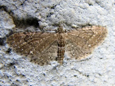 Eupithecia vulgata