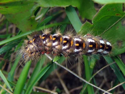 Acronicta (Viminia) rumicis