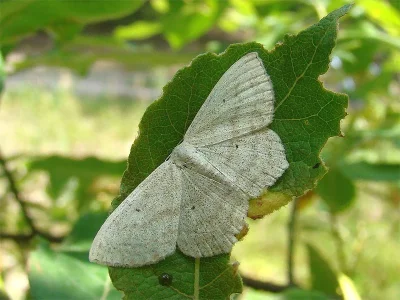 Scopula (Scopula) nigropunctata