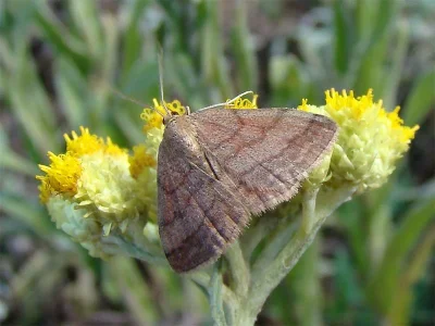 Scopula (Scopula) rubiginata