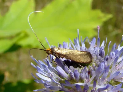 Nemophora metallica
