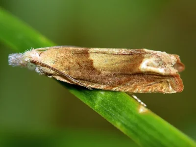 Eucosma conterminana