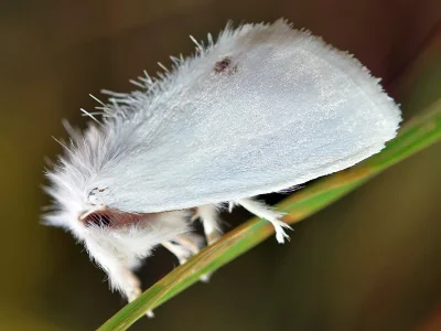 Euproctis (Sphrageidus) similis