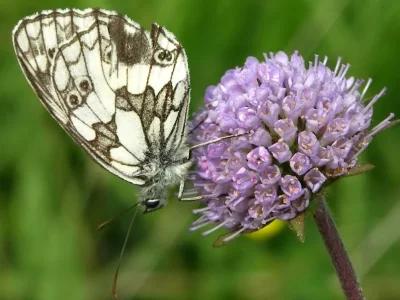Melanargia (Melanargia) galathea