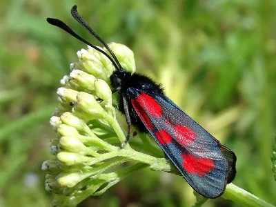 Zygaena (Agrumenia) loti