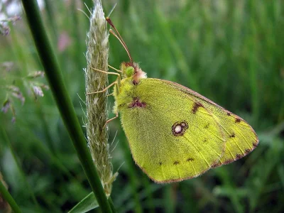 Colias hyale