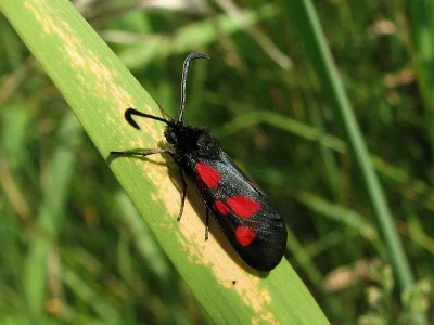 Zygaena (Agrumenia) viciae