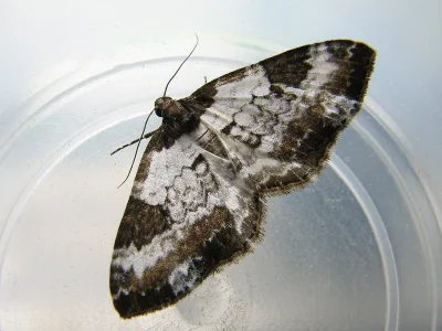 Melanthia procellata