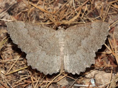 Gnophos (Gnophos) furvata
