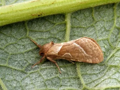 Triodia sylvina