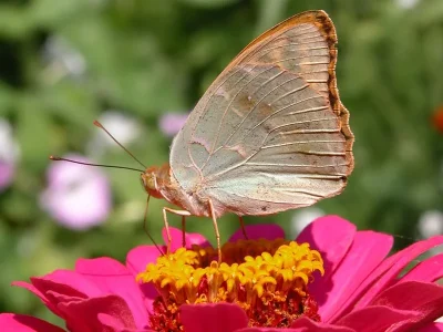 Argynnis (Pandoriana) pandora