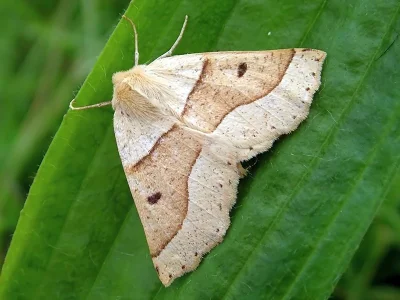 Crocallis elinguaria