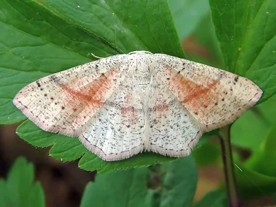 Cyclophora (Codonia) punctaria