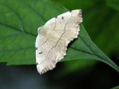 Eilicrinia trinotata
