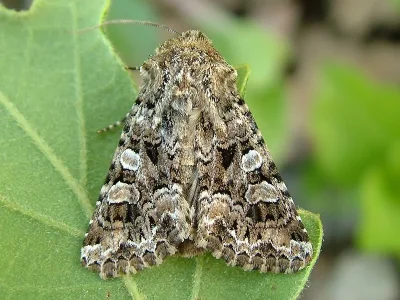 Hadena (Anepia) perplexa