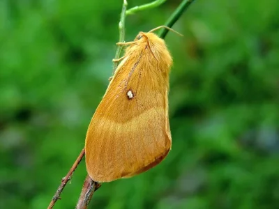 Lasiocampa (Lasiocampa) quercus