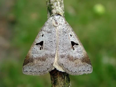 Lygephila (Lygephila) pastinum
