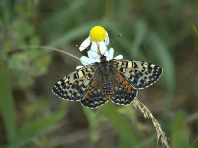 Melitaea didyma