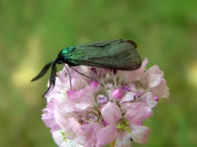 Rhagades (Rhagades) pruni