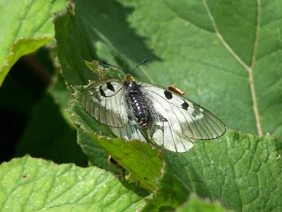 Parnassius (Driopa) mnemosyne