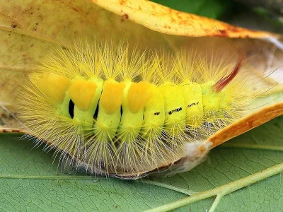 Calliteara pudibunda