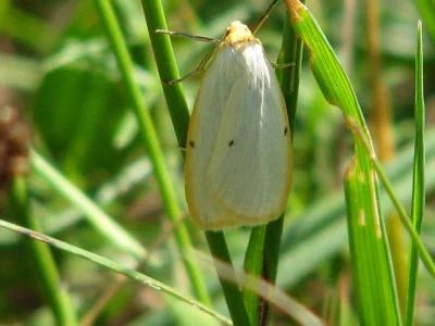 Cybosia mesomella